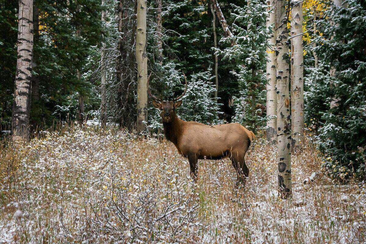 Elk Season in Durango: Where to Watch the Rut