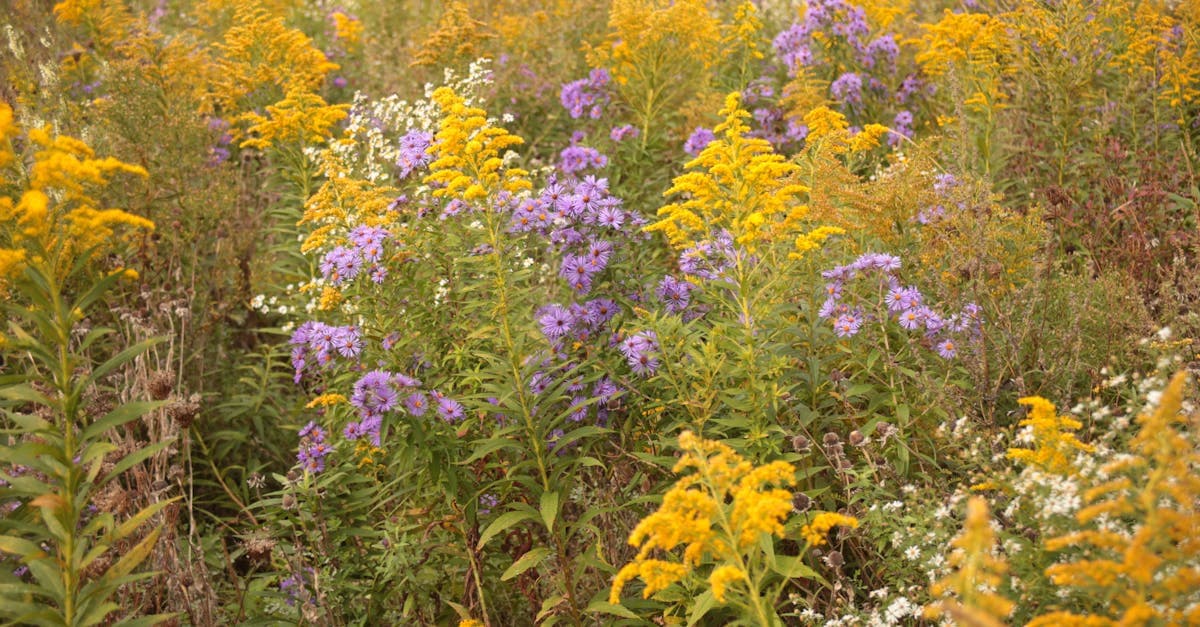 Intermediate Skier's Guide to Purgatory Resort