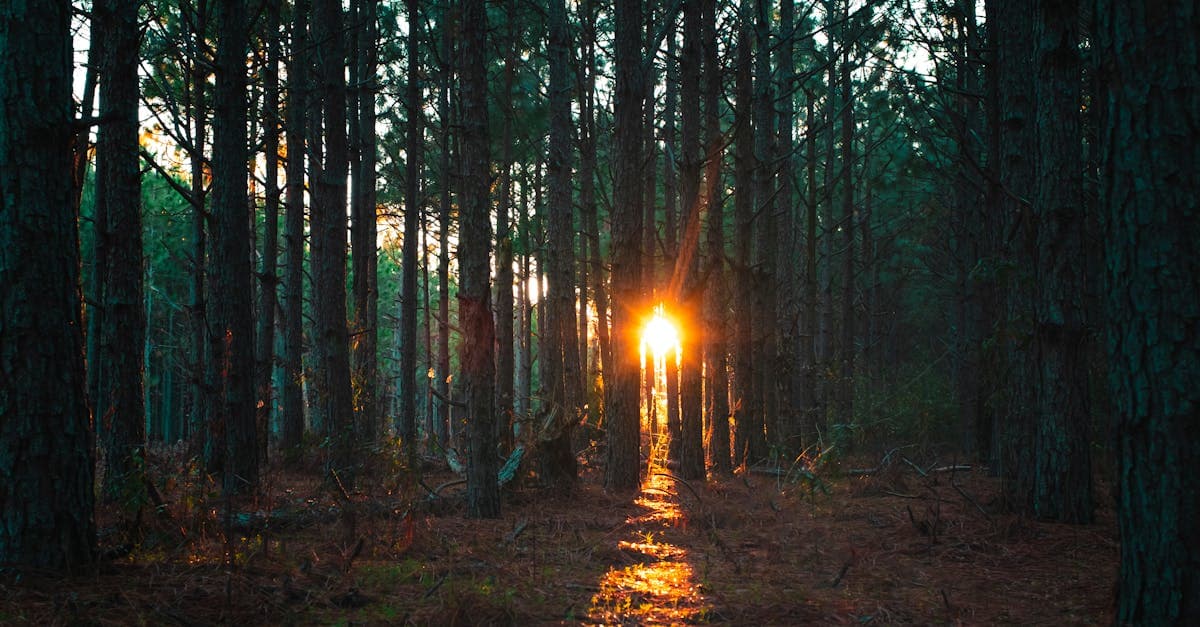 Purgatory Opening Day 2025: The Countdown Is On