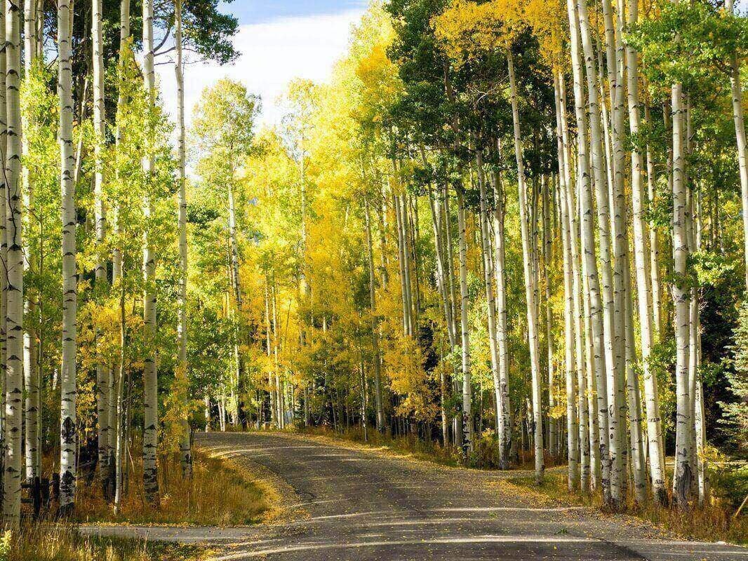 Telluride Day Trip from Durango: Fall Edition